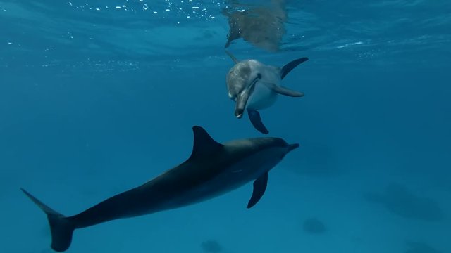 Dolphins greet each other (Spinner Dolphin, Stenella longirostris) Close-up, Underwater shot, 4K / 60fps
