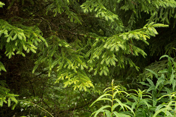 Fir brunch close-up. Fluffy fir branch close up.