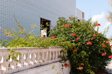 jardin descuidado en edificio abandonado. Playa de Almenara. Valencia