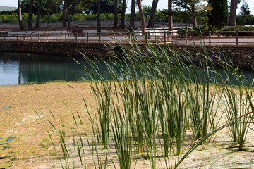 Juncos en estanque: Fuente de Quart de les Valls
