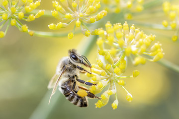 Bee with Fennel Foeniculum vulgare Rubrum - Biene mit Bronzefenchel