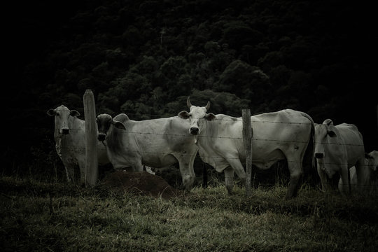 cattle