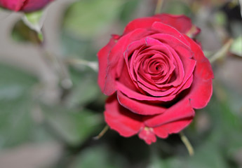 beautiful red rose