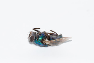 Dead fly is on its back, isolated on white
