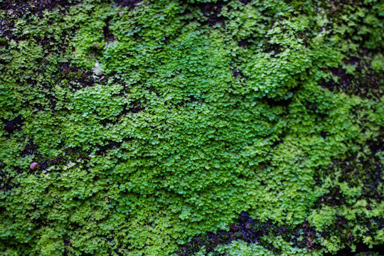 Stone covered with moss and ferns as background