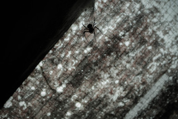 spider