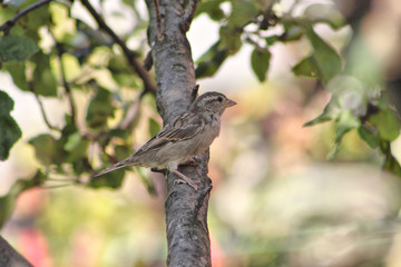 Sparrow