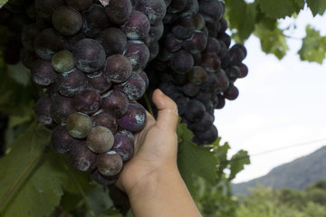 hand of a little girl who touches the grapes for the first time 