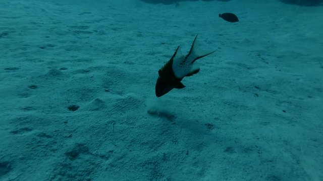Lyretail Hogfish Bodianus anthioides blurs the sand with a stream of water in search of food Red sea, Marsa Alam, Abu Dabab, Egypt (Underwater shot, 4K / 60fps)

