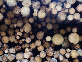 Background of logs