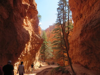 USA Landscape Bryce Canyon
