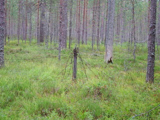 Barbed wire in the forest