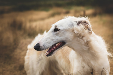 Profile Portrait of gorgeous russian borzoi dog in the field