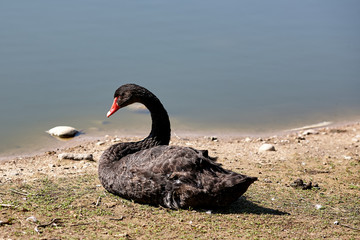 Obraz premium Black Swan (Cygnus atratus) near the lake