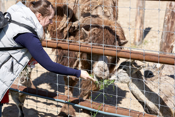 woman is playing in the park outside garden zoo and feeding camel in summer spring