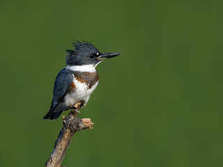 Belted Kingfisher Portrait on Green Background