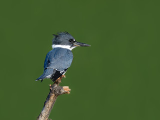 Belted Kingfisher Portrait on Green Background
