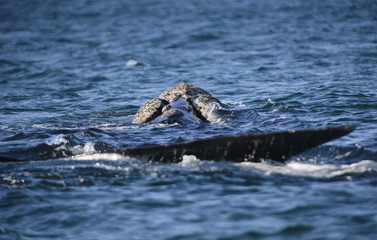 Naklejka premium Southern Right Whale, Puerto Madryn, Argentyna.