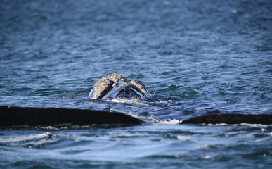 Southern Right Whale, Puerto Madryn, Argentina. 