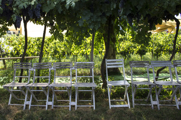rest in the cool under the shade of the vines 