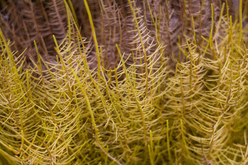 flower grass hay dry background