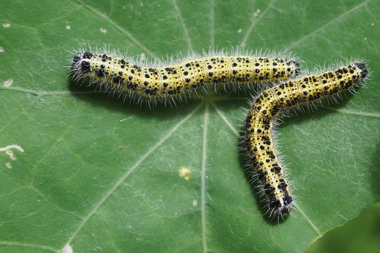 Gro&szlig;er Kohlwei&szlig;ling, Pieris brassicae