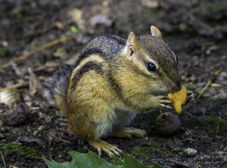 Eastern chipmunk enjoying an afternoon snack. 