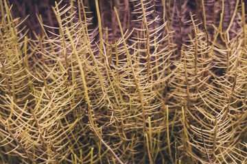 flower grass hay dry background