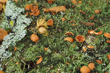 Haselnuss, Corylus avellana