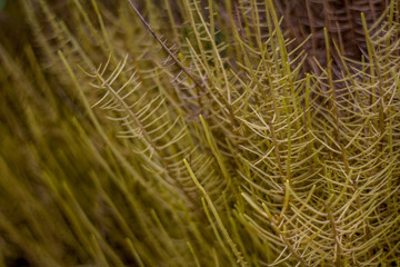 flower grass hay dry background