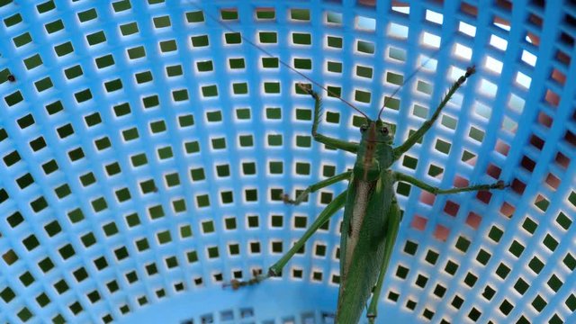 Big green locust female