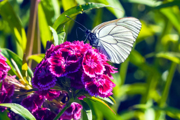 Butterfly aporia Crataegi on red flower