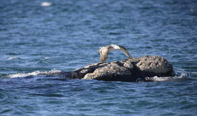 Southern Right Whale, Puerto Madryn, Argentina. 