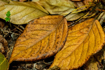 Yellow dry leaves on ground