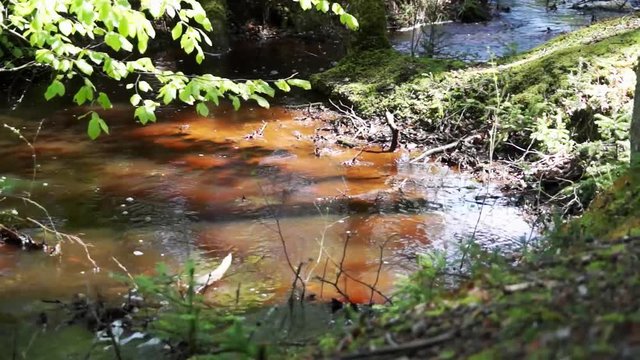 Idyllic forest with creek in Thy National Park - B&oslash;gsted Rende - Denmark
