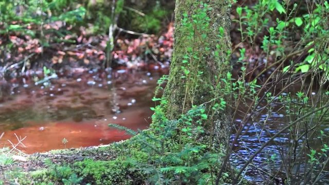 Idyllic forest with creek in Thy National Park - B&oslash;gsted Rende - Denmark
