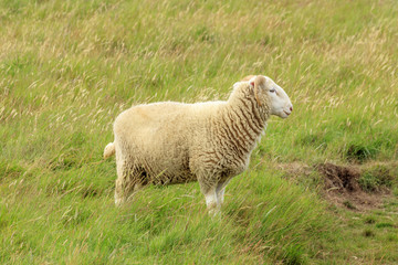 Obraz premium The solitary sheep
