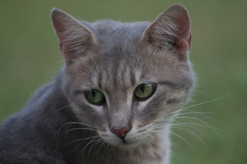 cat and kitten at garden