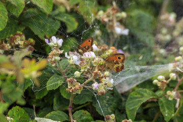 Butterflies resting