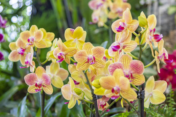A beautiful orchid flower in a garden