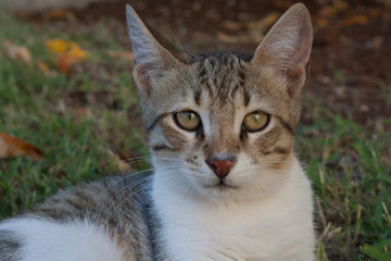 Obraz premium cat and kitten at garden
