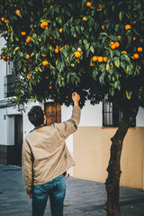 chico cogiendo naranjas de un naranjo
