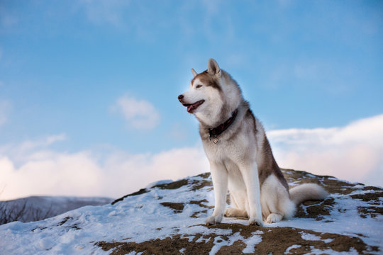 Profile portrait of Siberian husky dog sitting on the snow on a mountain
