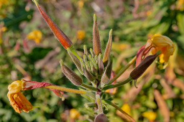 Flower - Prairie Sundrops
