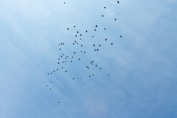 Many birds fly between the blue sky.