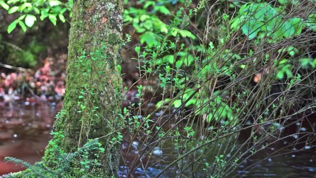 Idyllic forest with creek in Thy National Park - B&oslash;gsted Rende - Denmark
