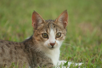 Obraz premium cat and kitten at garden