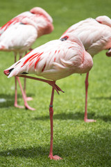 Fototapeta na wymiar pink flamingos