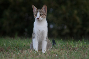 cat and kitten at garden