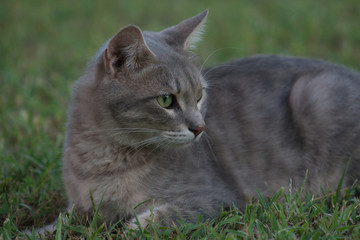 cat and kitten at garden